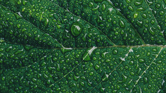 Water droplets on green 5f510e34 15d3 413c 943f bef459908480