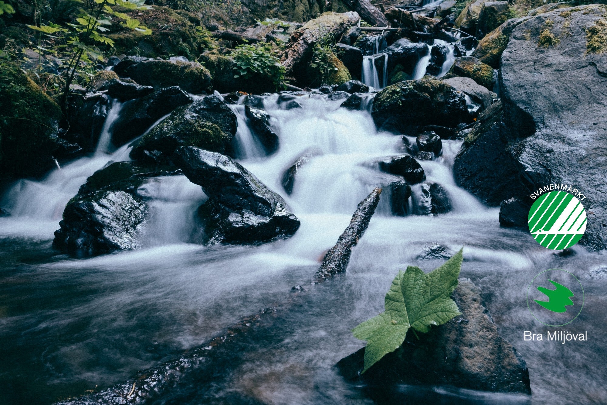 Miljömärkta Svanen & Falken